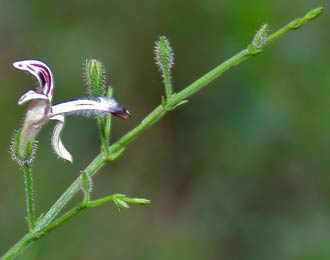 Andrographis