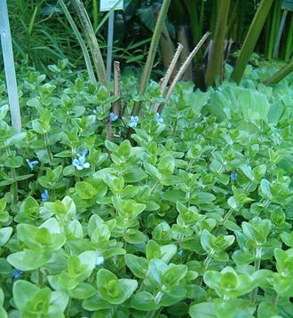 Bacopa