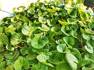 Gotu Kola